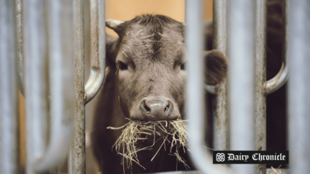 Russia's dairy industry uses food waste as animal feed under new regulations.