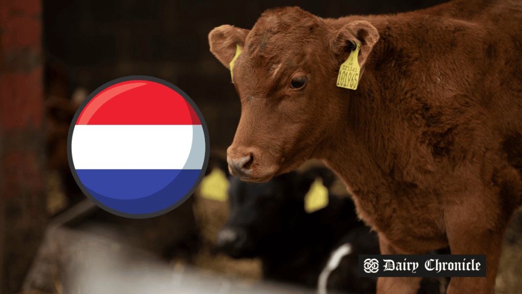 Dutch Dairy Industry Facing New Nitrogen Emission Regulations