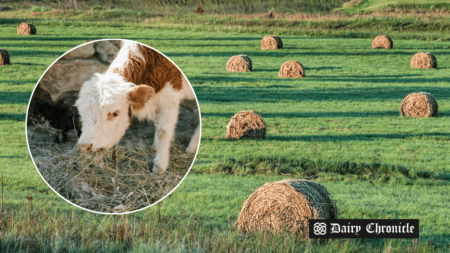 Irish dairy farms facing fodder shortages due to poor grass growth and weather conditions.