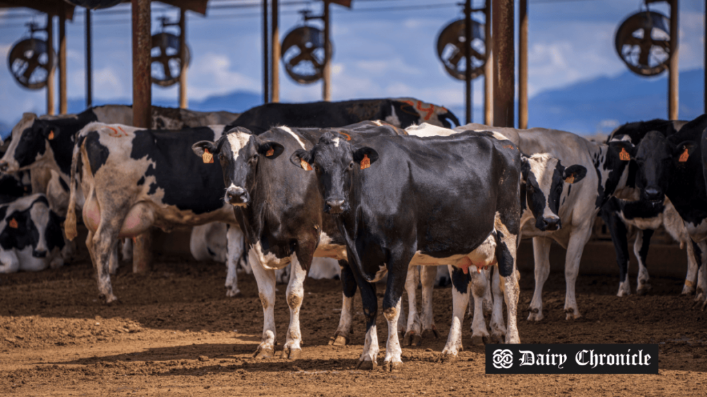 Beef shortage raises cull cow prices, offering opportunities for farmers.