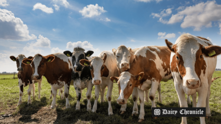 Xinjiang dairy farm showcasing modern sustainable practices.