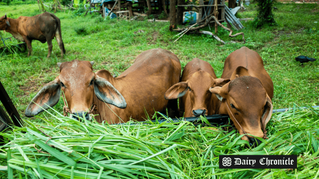 Farmers in Kannauj cultivating Napier grass for improved milk production and animal health