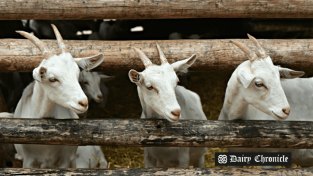 New model farm at Kazakh Agrotechnical University showcasing modern goat breeding and milk processing technologies