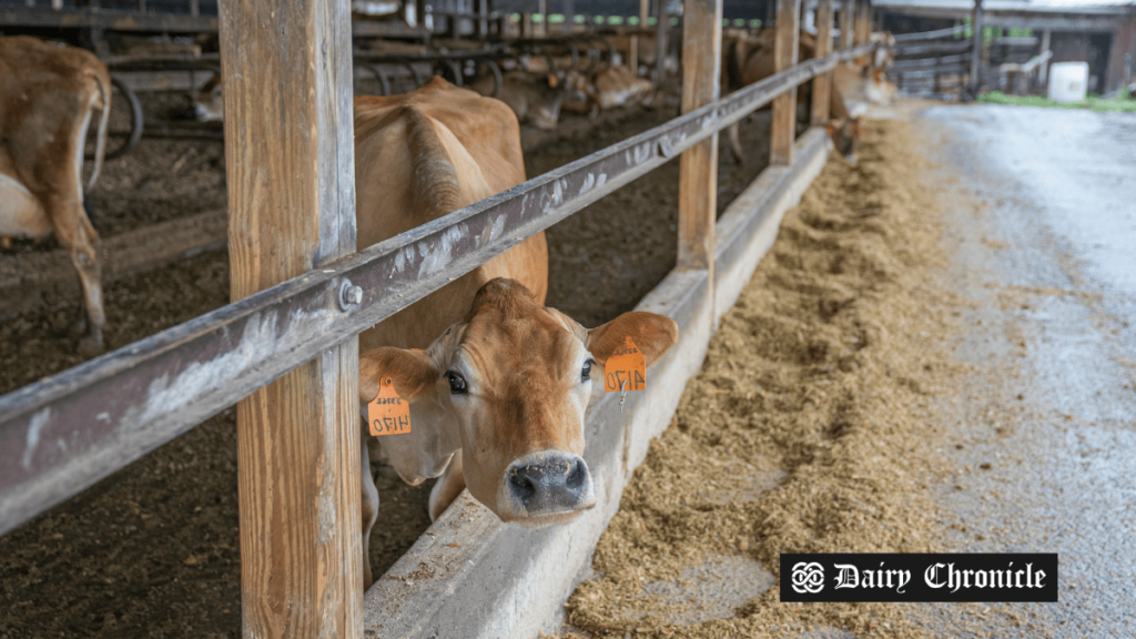 Dairy cow consuming dried distillers grains with solubles (DDGS) impacting milk production.