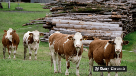 U.S. Dairy Farm with Cows Grazing