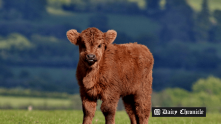 Research on slaughterhouse-sourced ovaries for advanced dairy breeding presented in Ireland