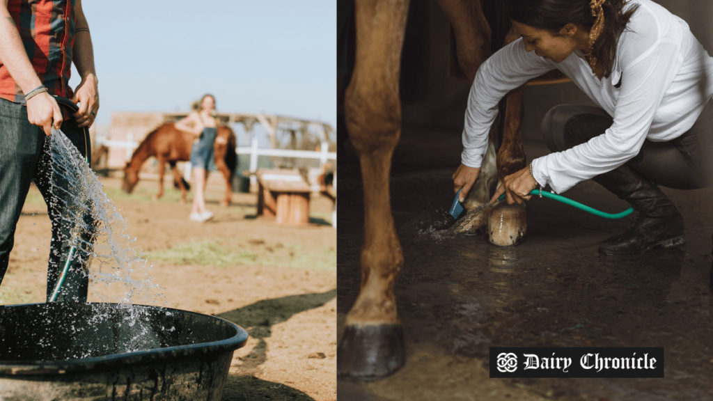 Irish farmers cleaning barns and cubicles as cows are brought indoors for winter, following guidelines to prevent disease outbreaks like mastitis.