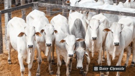 Cattle grazing in a field with a symbolic overlay representing methane reduction.