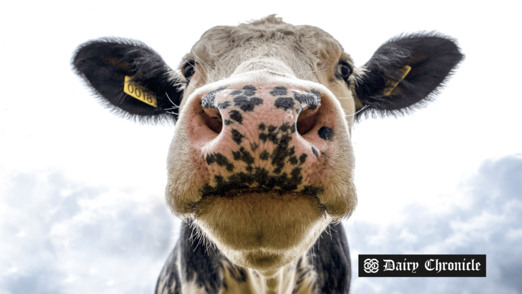 Dairy cows grazing in a field, highlighting challenges from bovine leukemia virus (BLV) in milk production and herd health.