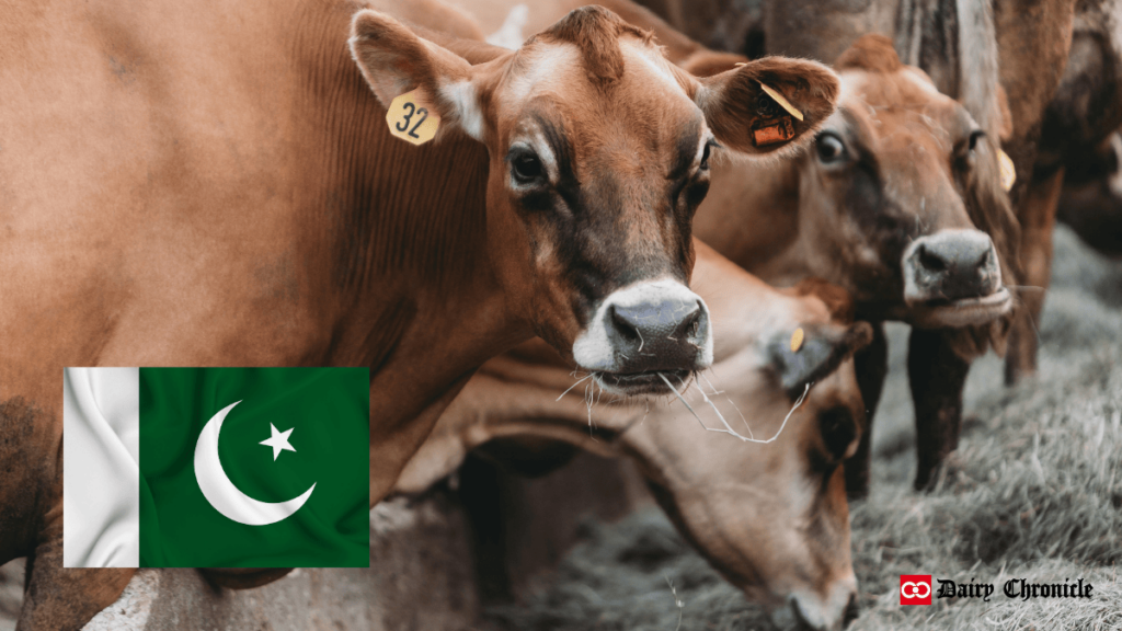 Three cows grazing in a barn beside a Pakistani flag