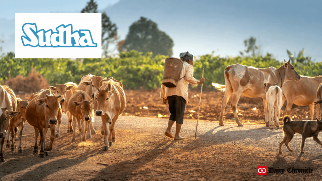 A group of dairy cattle grazing on the ground with a man supervising them, alongside the Sudha Dairy logo.