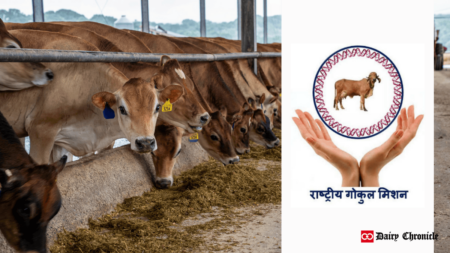 A group of cows standing and grazing in a barn, beside the logo of National Gokul Mission