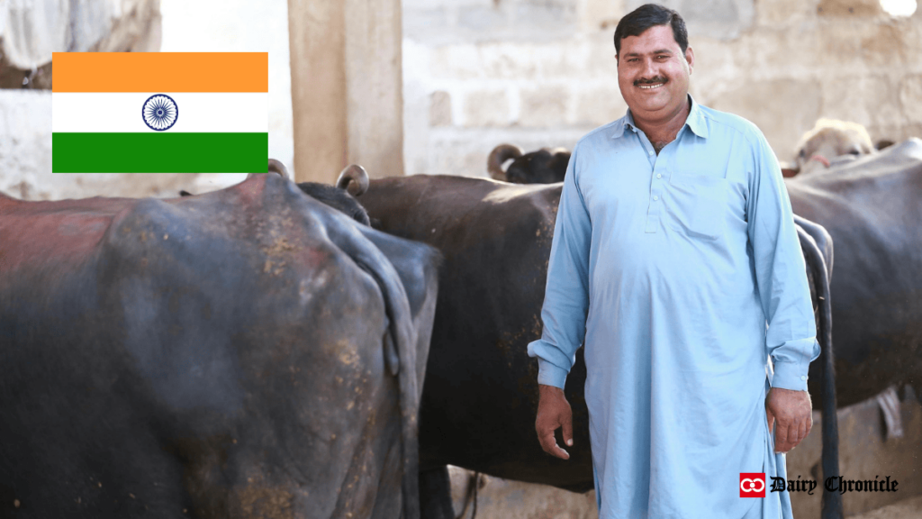 A man standing in a barn with buffaloes, alongside the flag of India