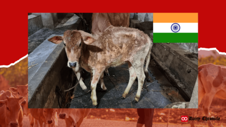 A calf standing in a barn with the Indian flag in the corner