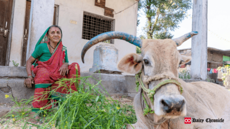 An elderly Indian woman sitting in her house front yard, with a cow grazing in front of he