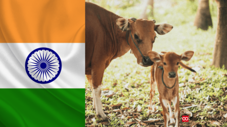 Indian flag displayed beside a cow and her calf standing on the ground