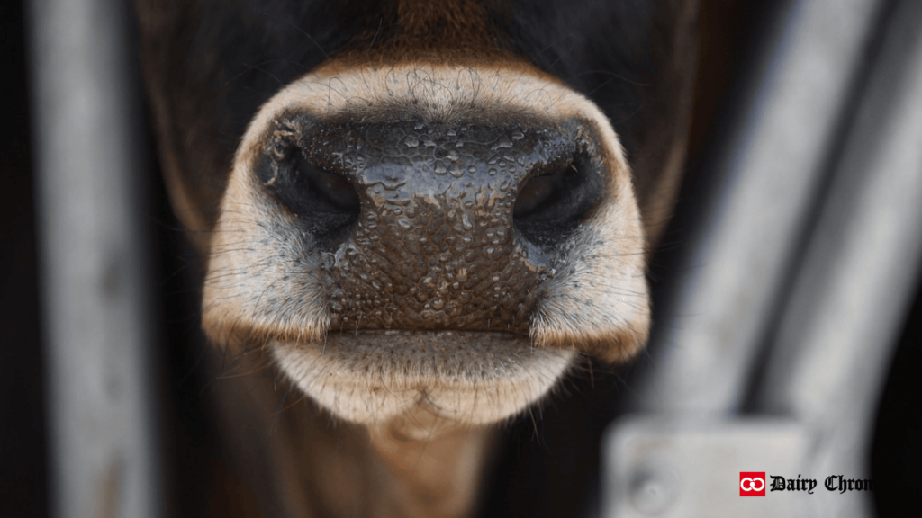 Picture of a cattle muzzle print showcasing its unique pattern.