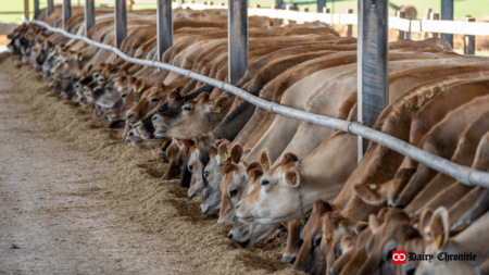 A group of cows grazing in the barn