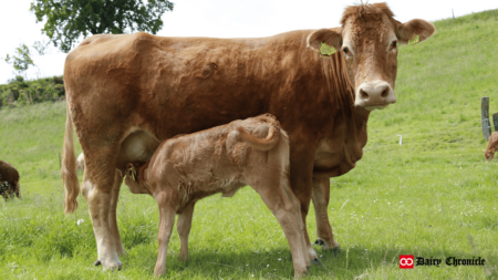 A cow feeding her calf in a natural and nurturing moment