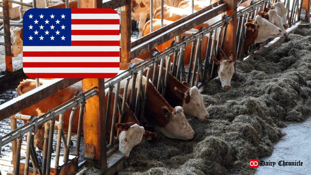 A barn full of dairy cattle grazing, with the flag of the United States displayed