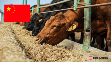 Group of cows grazing in a barn with the flag of China, symbolizing China's dairy self-sufficiency progress