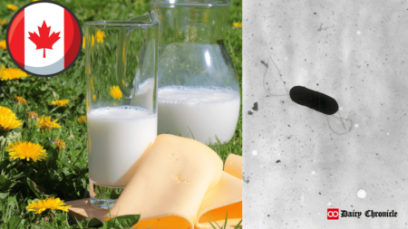 A glass and mug of milk, an image of bacteria, and the Canadian flag in the corner.