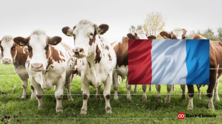 A group of cows standing in the ground with the flag of France alongside