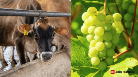 A cow standing in a barn beside an image of grapes.