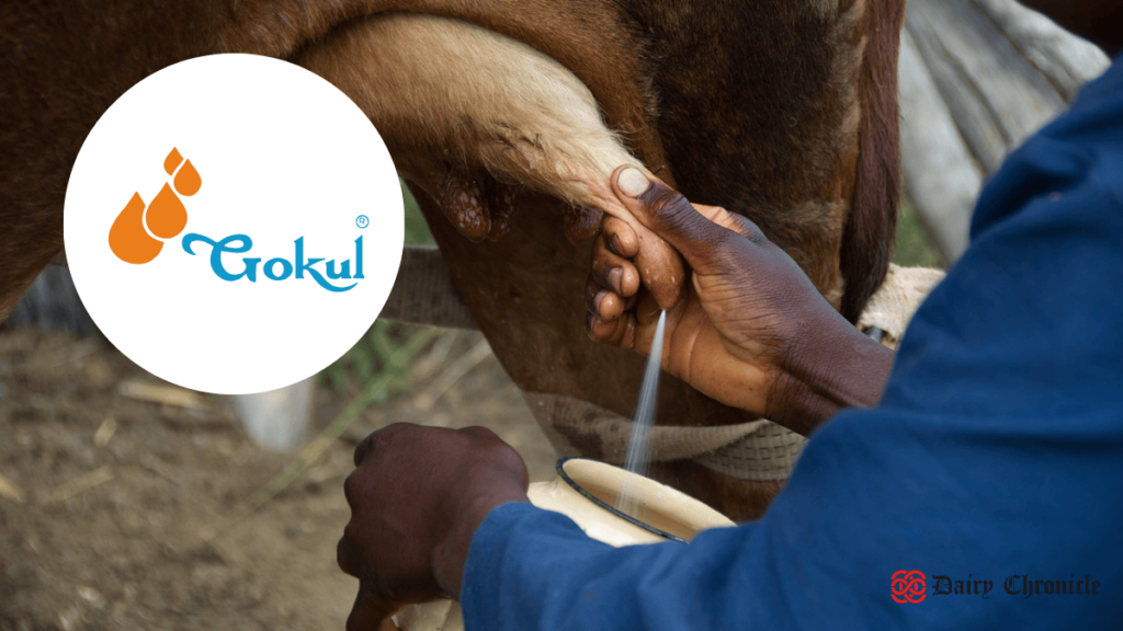 A man manually milking a cow beside the logo of Gokul