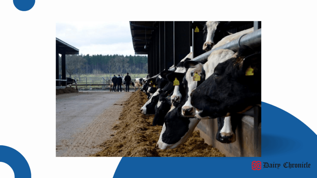 A group of cows grazing in the barn