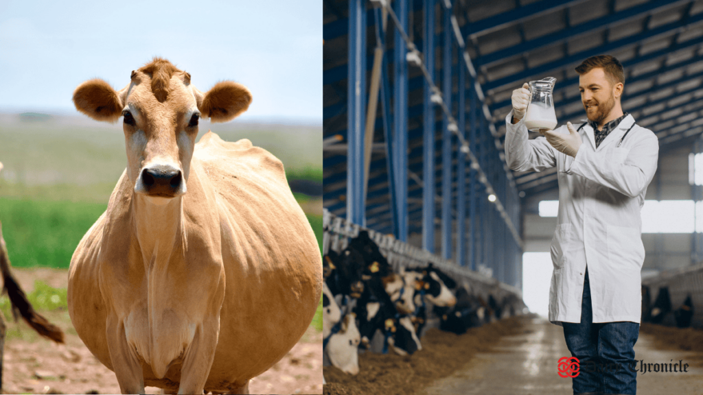 A pregnant dairy cattle and a man holding a testing vessel, conducting a milk pregnancy test.