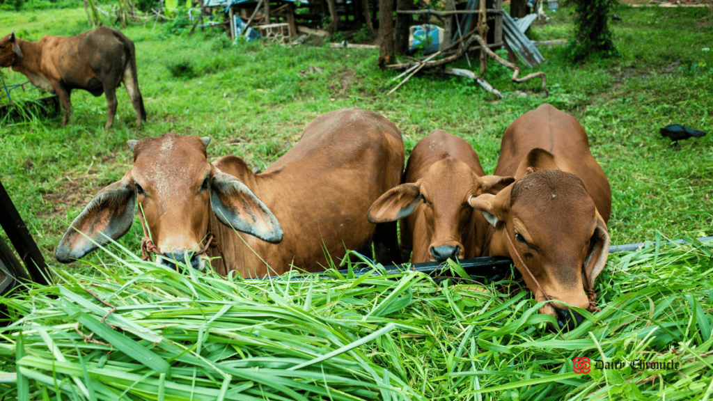 Three calves grazing on the ground in an open field