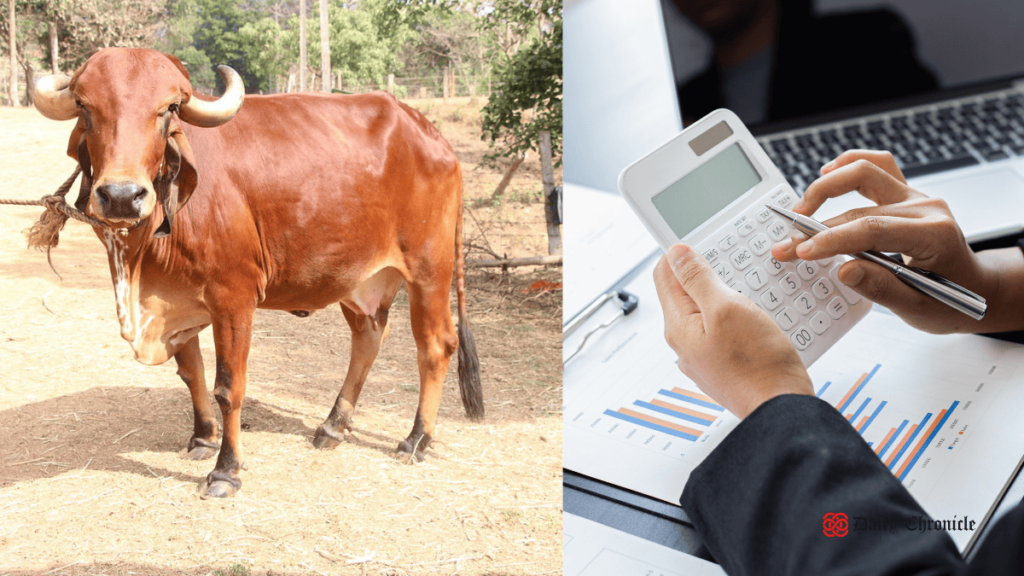 A cow standing beside a man who is doing calculations on a notepad