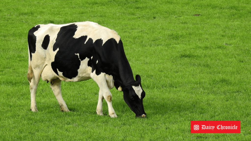 A cow grazing on a lush green field