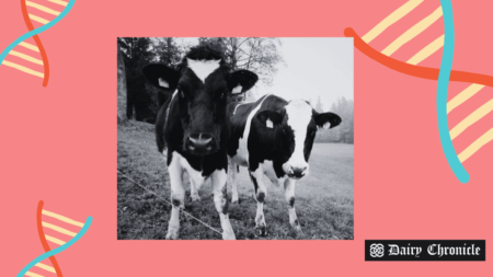 Two calves standing together in a farm setting