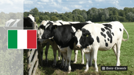 A group of cows standing in the ground with the flag of Italy in the background