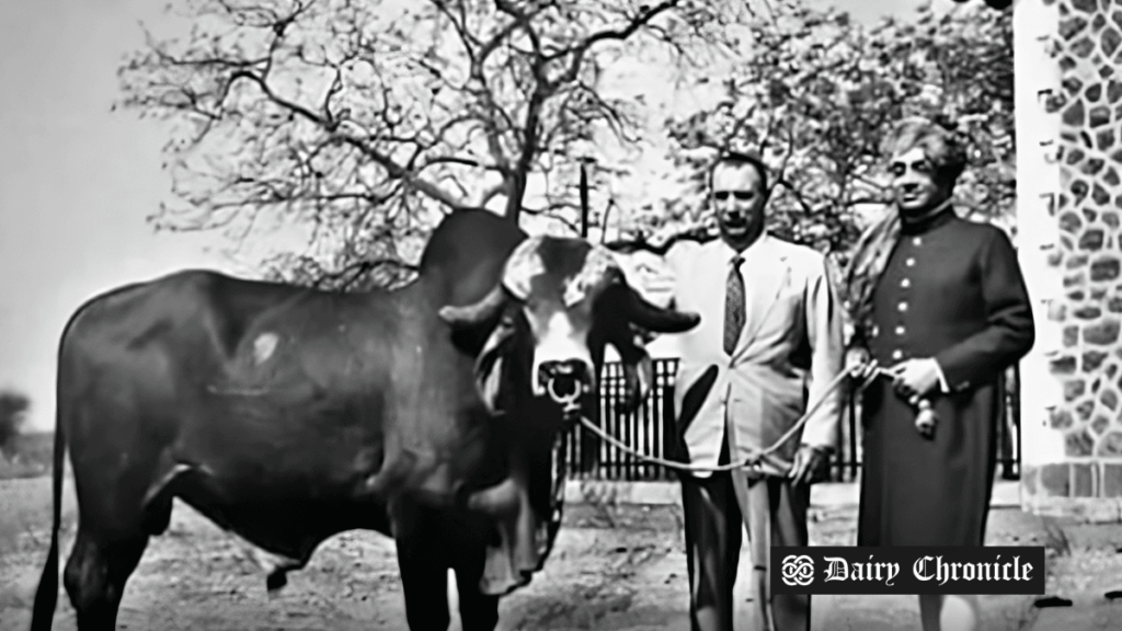 Two men standing beside a bull in an agricultural setting