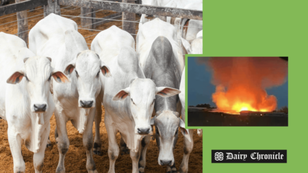 A group of cows standing beside an image of a barn engulfed in fire