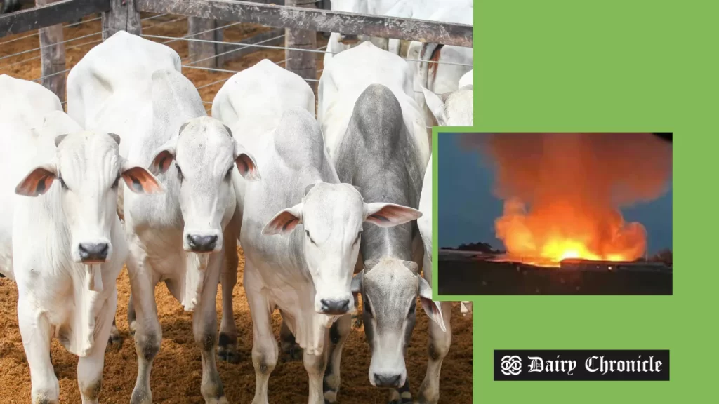 Volunteers and farmers evacuating cows during fire at Comp Dairy Farm in Ohio