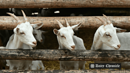 Three goats standing together in an open barn