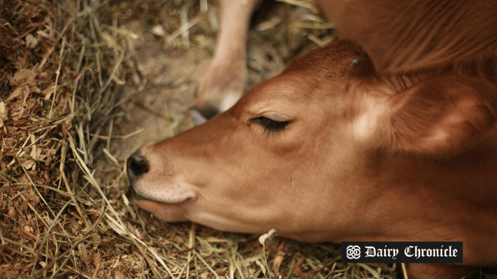 A cow sleeping peacefully in a barn