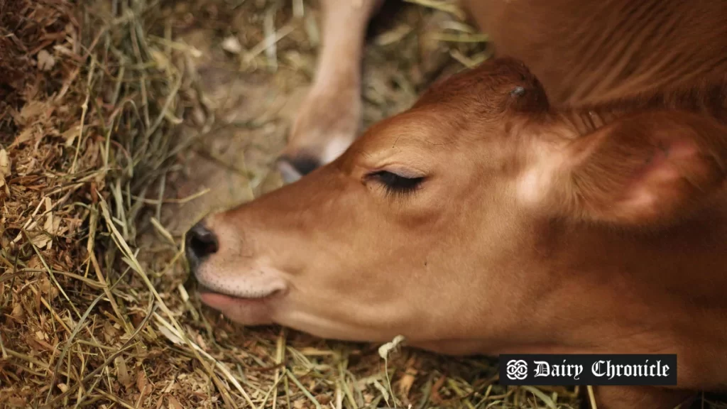 Apple Shamrock Dairy cows resting on deep sand bedding in freestall barn