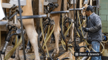 A robotic milking system lab where a man supervises the milking of cows