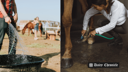 Two women cleaning a barn where cows are housed