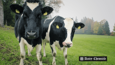 Two calves standing together in a farm setting