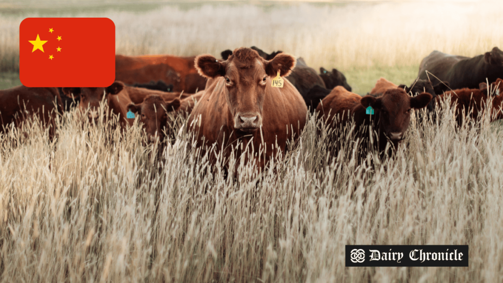 A herd of cows with the China flag, illustrating the country's dairy crisis due to surplus milk and slumping demand.