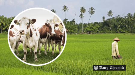 Indonesian farm with cows, representing the country’s plan to import 1 million dairy cows.