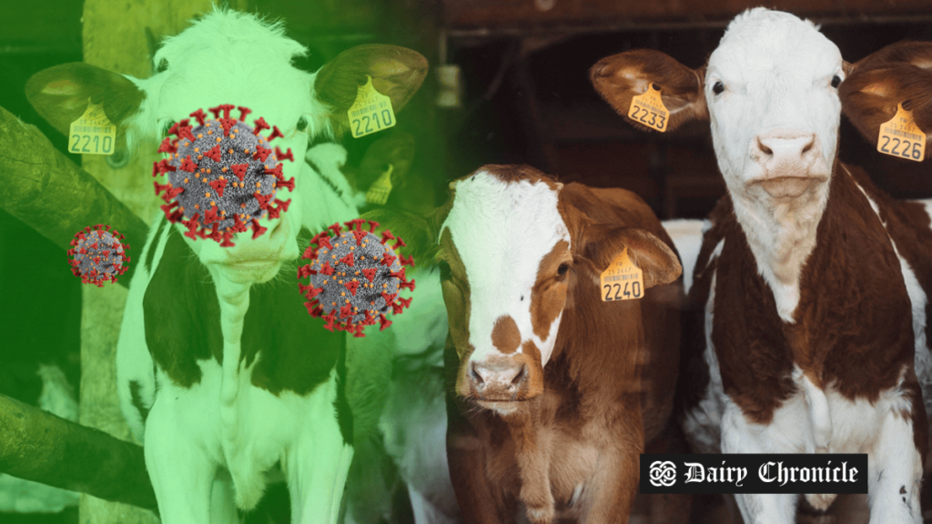 Cows and a virus illustration side by side, representing the H5N1 bird flu outbreak affecting U.S. dairy workers.