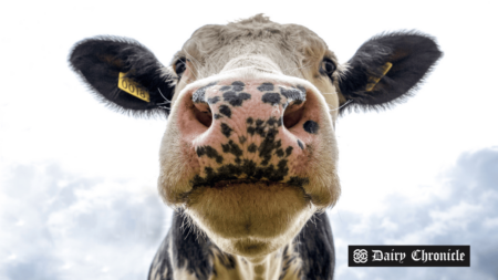 A cow grazing on a farm, representing Wisconsin's dairy industry.