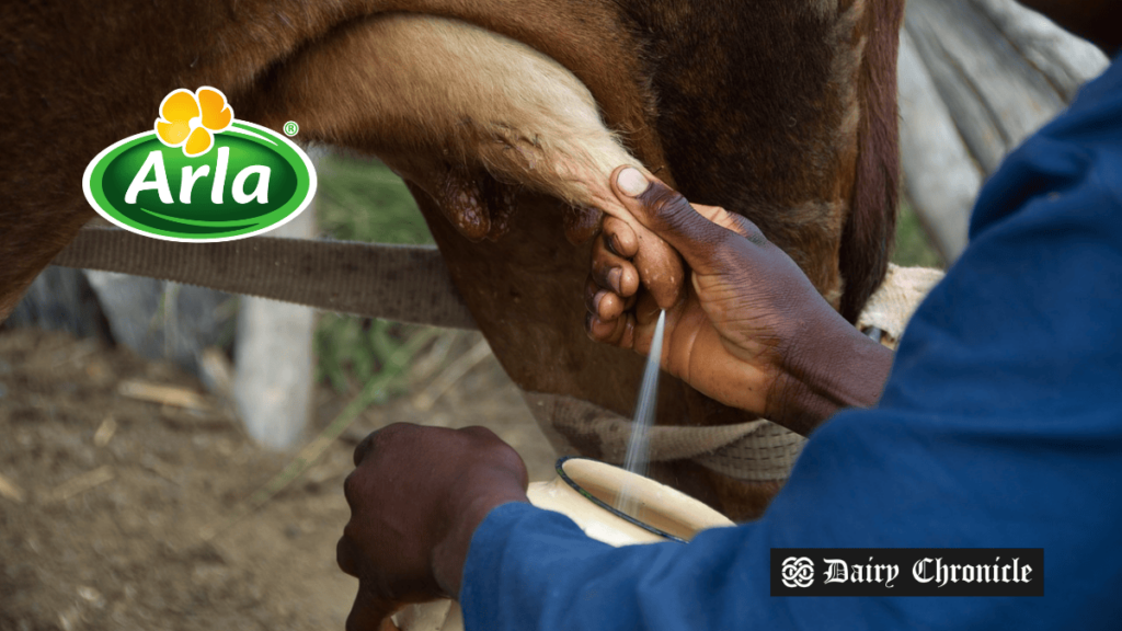 Milking cow with the Arla logo, symbolizing the collaboration to revolutionize Nigeria’s dairy sector.